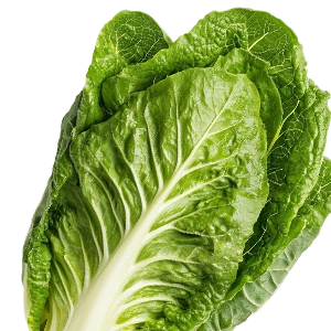 Romain lettuce